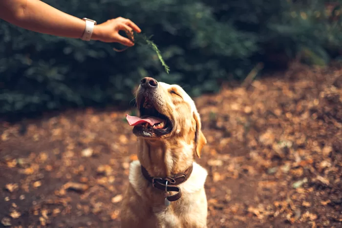 Dog friendly Cotswolds