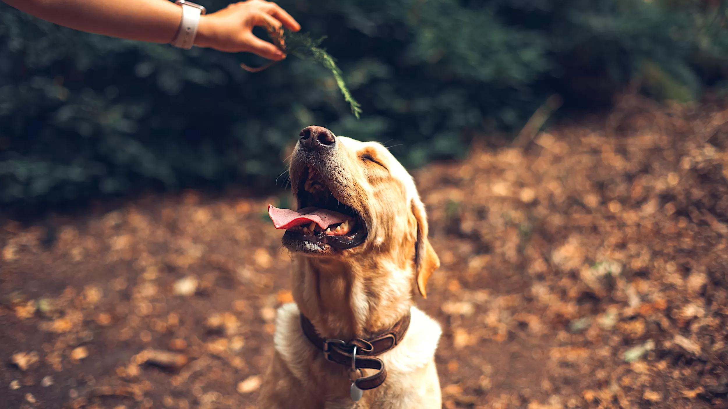 Dog friendly Cotswolds