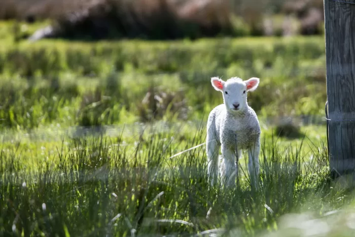 easter cotswolds